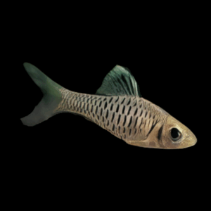 Indian Hi Fin Barb (3 - 4 Cm)