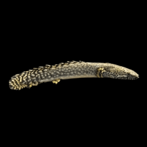 Ornate Bichir (5 - 7 Cm)