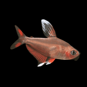 Ornate Tetra (2 - 2,5 Cm)