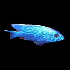Roxy Cichlid (4 - 5 Cm)