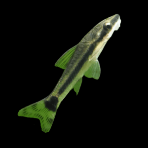 Oto Dwarf Sucker Catfish 2-3cm