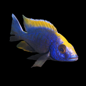 Otopharynx Lithobates Cichlid (3 - 4 Cm)