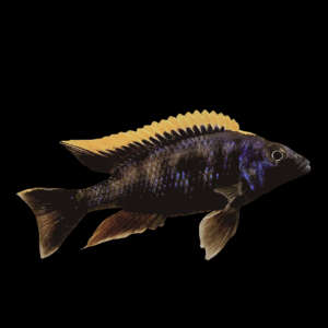 Orange Dorsal Lithobates Cichlid (3 - 4 Cm)