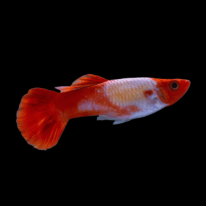Pair Koi Albino Red Nose Guppy (3,5 Cm)