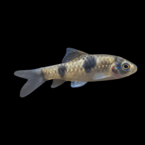 Panda Barb (3 - 4 Cm)