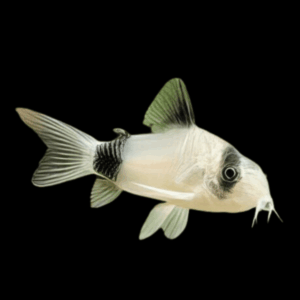 Panda Corydoras (2 - 2,5 Cm)