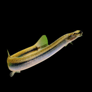 Kuhli Loach (6 - 7 Cm)
