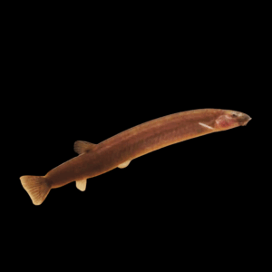 Java Kuhli Loach (6 - 7 Cm)