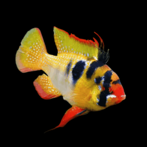 German Blue Ram Dwarf Cichlid (3,5 - 3,8 Cm)