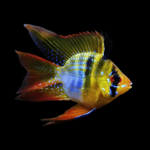 Balloon Ram Cichlid (2,5 - 3 Cm)