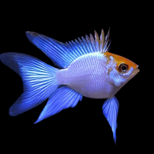 Electric Blue Golden Head Balloon Ram Dwarf Cichlid (2,5 - 3 Cm)