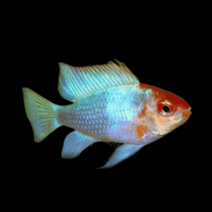 Blue Red Head Ram Dwarf Cichlid (3 - 3,5 Cm)
