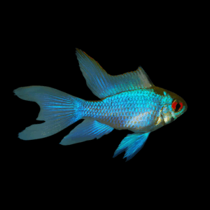 Electric Blue Long Fin Ram Dwarf Cichlid (3 - 3,5 Cm)