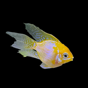 Golden Balloon Long Fin Ram Dwarf Cichlid (2 - 3 Cm)