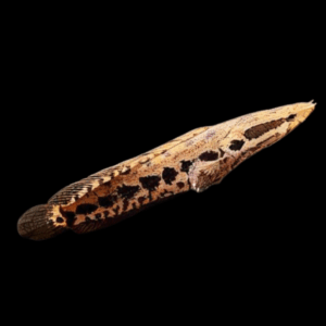 Obscure Snakehead (10 - 15 Cm)