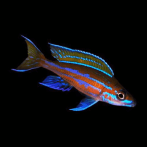Blue Neon Paracyprichromis Albino (> 5 Cm)