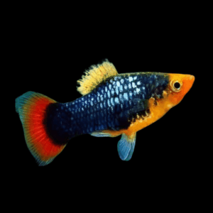 Red Parrot Platy (3 - 4 Cm)