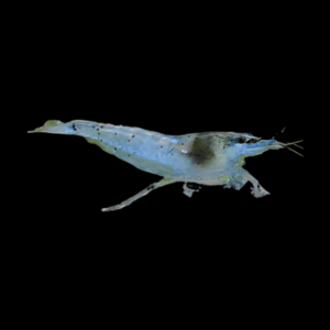 Blue Aura Shrimp (1 - 1,5 Cm)