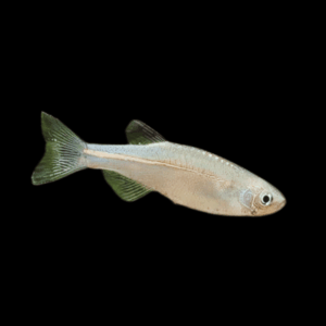 Pearl Danio 3 - 4 cm