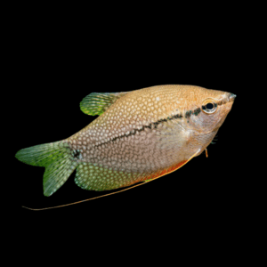Pearl Gourami (5 - 6 Cm)