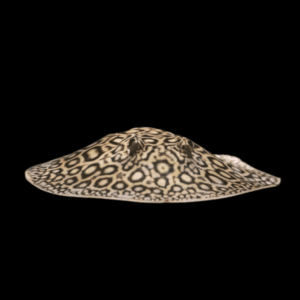 Freshwater Pearl Stingray Potamotrygon Jabuti 20cm - Female