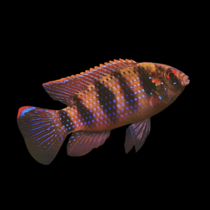 Thomas's Cichlid (2 - 3 Cm)