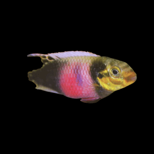 Matadi Kribensis (Xl)