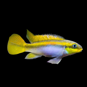 Klugei Kribensis (4 - 5 Cm)