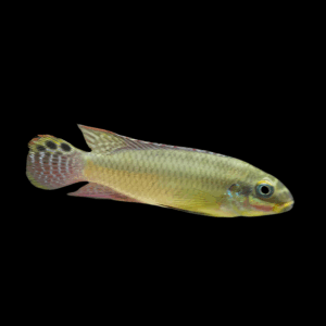 Kienke Kribensis (4 - 5 Cm)