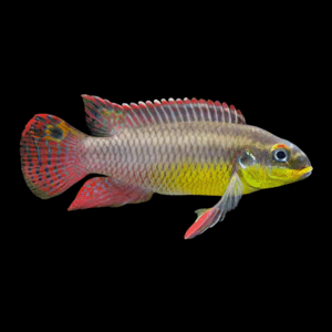 Molive Kribensis (4 - 5 Cm)