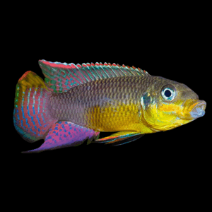 Nange Kribensis (4 Cm)
