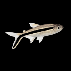 Penguin Tetra 3-3,5cm