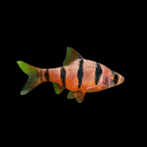 Pentazona Barb (> 3,8Cm)