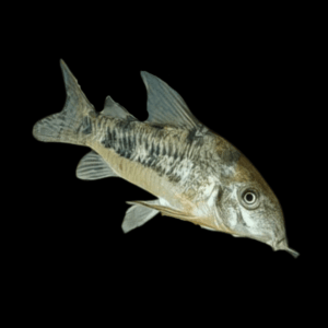 Peppered Corydoras (> 3,5 Cm)