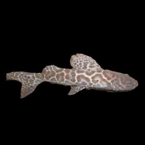 Perruno Catfish (10 - 15 Cm)