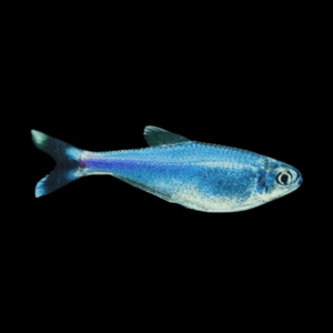 Peruvian Blue Cochu's Tetra (> 4 Cm)