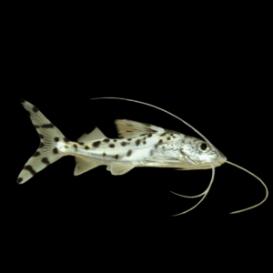 Pictus Catfish (6 - 7 Cm)