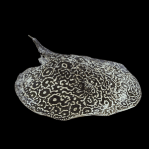 Freshwater Piebald Panda Stingray Potamotrygon Jabuti 20cm - Female
