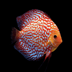 Pigeon Blood Discus (6Cm (7,5Cm))