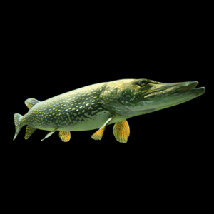 Pike 10cm