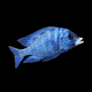 Mdoka White Lips Cichlid (4 - 5 Cm)