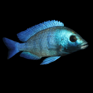 Giselli Sapphire Cichlid (4 - 5 Cm)