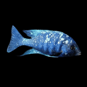 Lupingu Star Sapphire Cichlid (4 - 5 Cm)