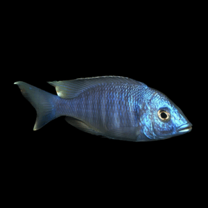 Blue Placidochromis Cichlid (4 - 5 Cm)