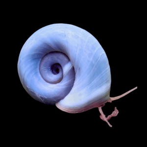 Ramshorn Snail (1 - 1.5cm)