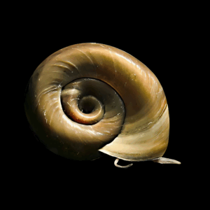 Ramshorn Snail (0.5 - 1cm)