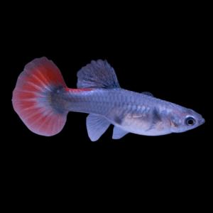 Female Tricolour Elephant Ear Guppy (3 - 4 Cm)