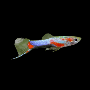Blue Star Endler (1 - 2 Cm)