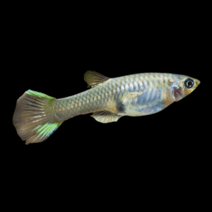 Female Endler (2,5 - 3,5 Cm)