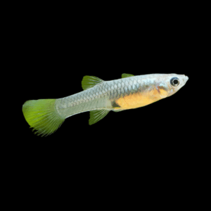 Female Golden Yellow Endler (1 - 2 Cm)